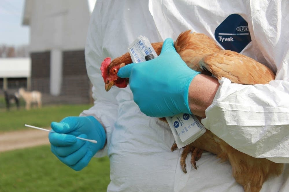 علایم و عوامل خطر آنفلوانزای پرندگان را جدی بگیرید