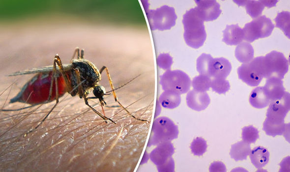 پیشگیری از ابتلا به مالاریا در سفر
