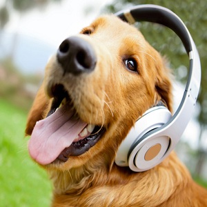 عفونت گوش در سگ: علایم و درمان