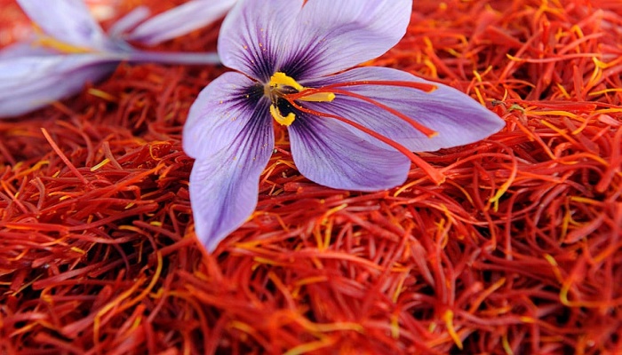 موفقیت محققان کشور در تولید ارگانیک گیاه زعفران