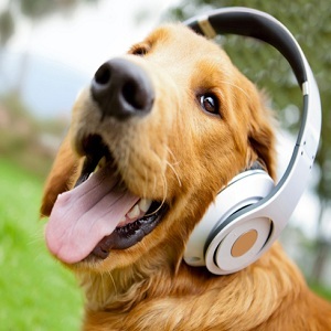 عفونت گوش در سگ: علایم و درمان